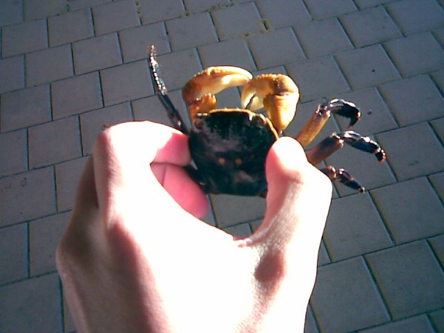 Best Bait for Pink Snapper from shore. Best Bait for Pink Snapper from shore.